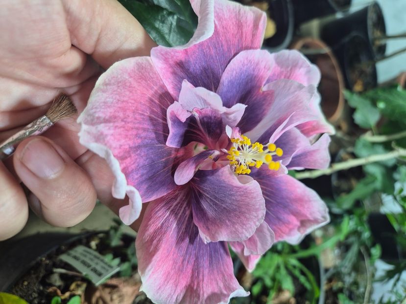  - Blue Crescent Spring