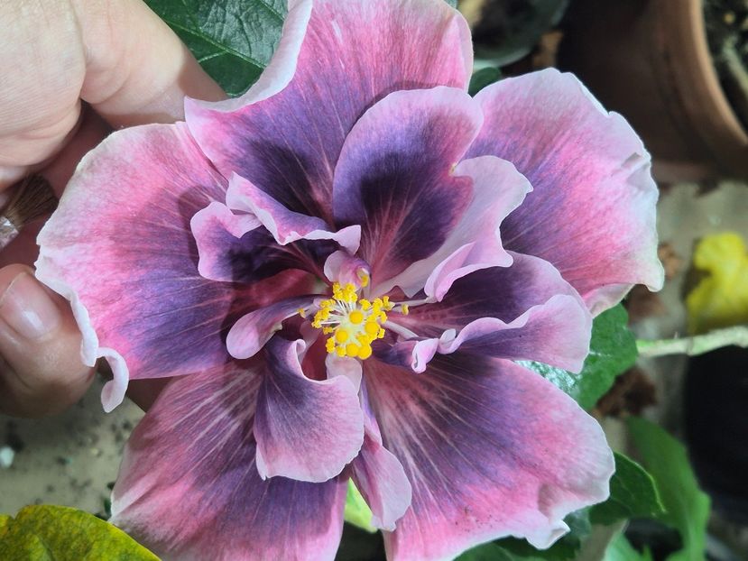  - Blue Crescent Spring