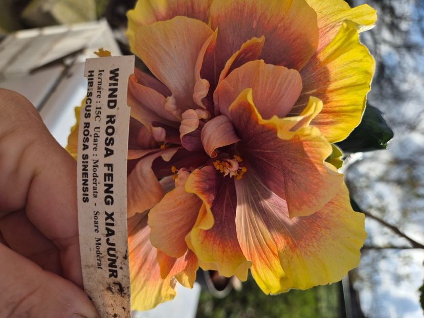  - Wind rosa feng xiajunr