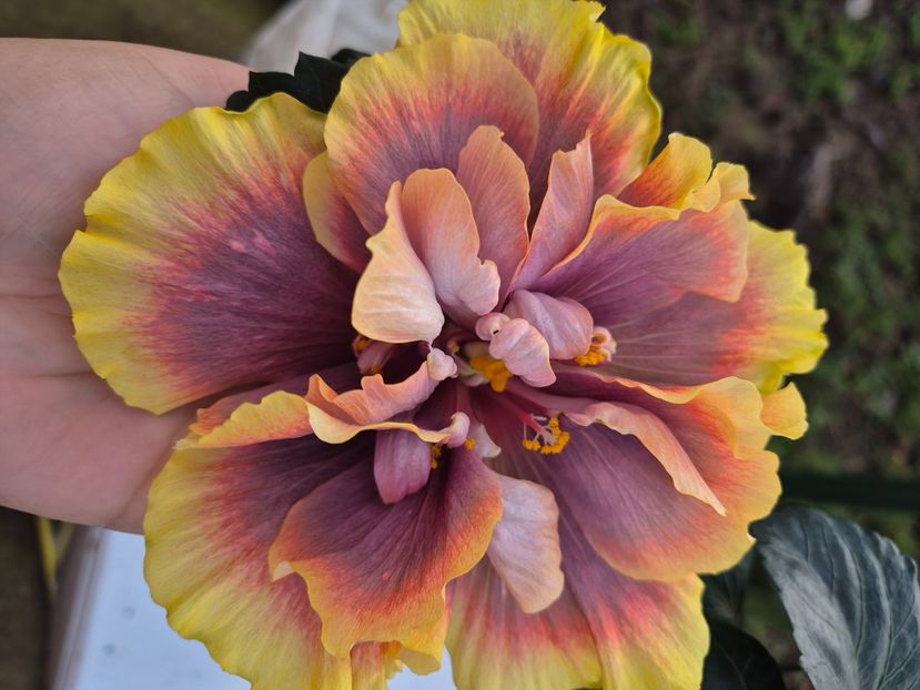  - Wind rosa feng xiajunr