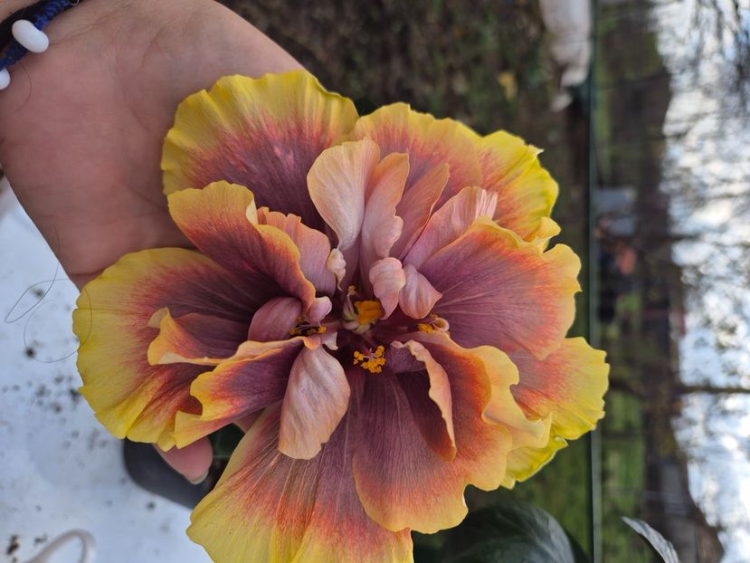  - Wind rosa feng xiajunr