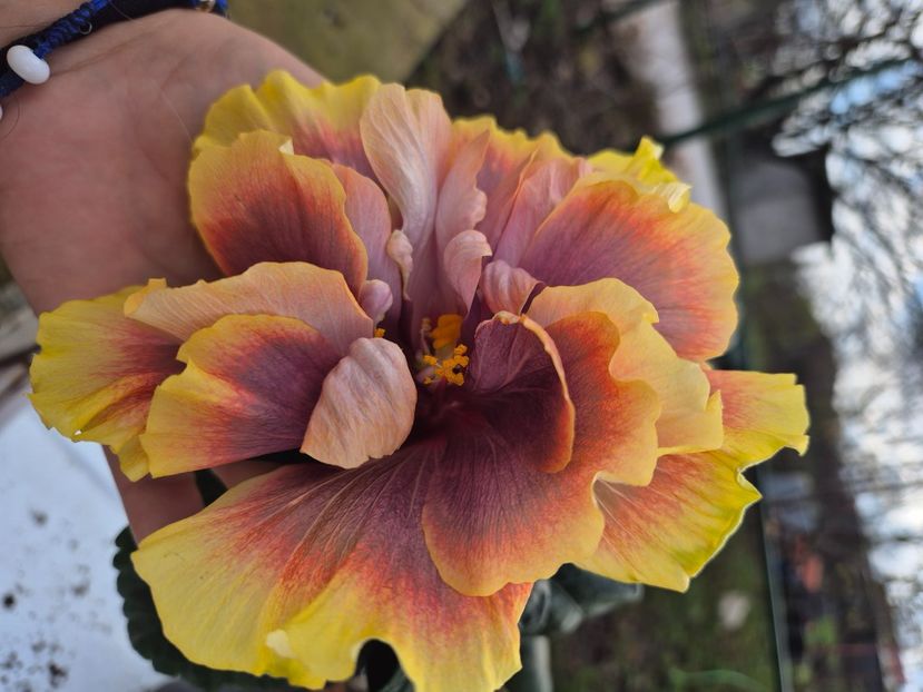  - Wind rosa feng xiajunr