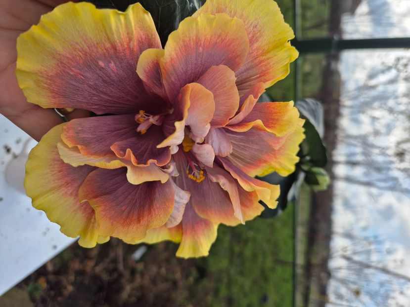  - Wind rosa feng xiajunr