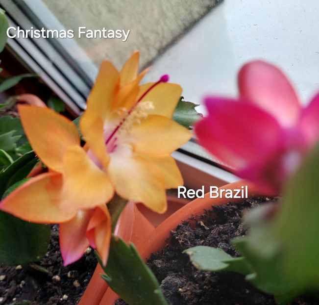  - 2025 - Schlumbergera