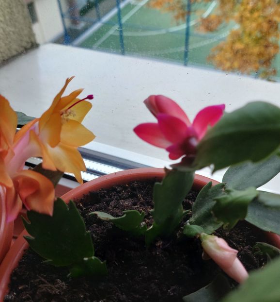  - 2025 - Schlumbergera