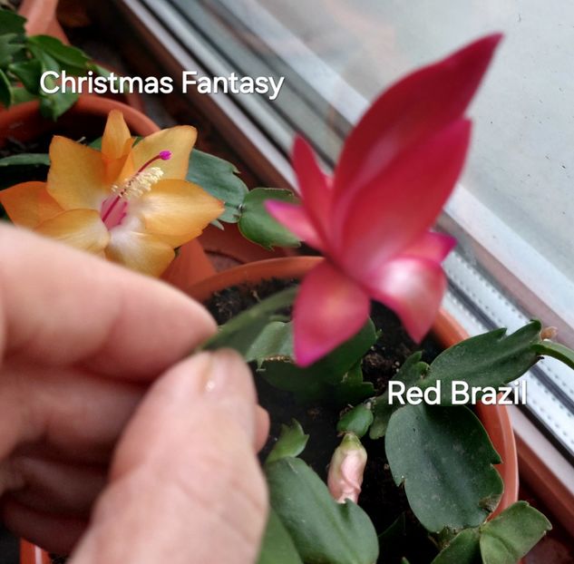  - 2025 - Schlumbergera