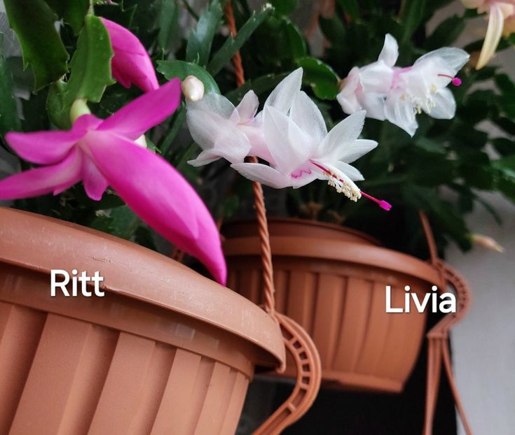  - 2025 - Schlumbergera