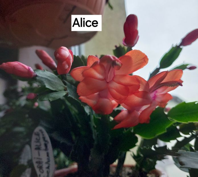  - 2025 - Schlumbergera