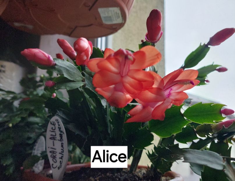  - 2025 - Schlumbergera