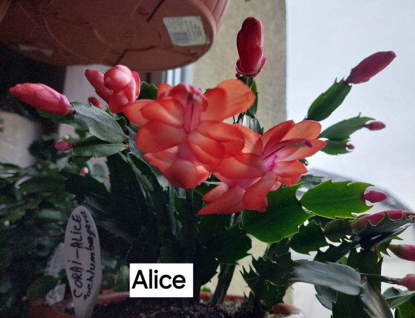  - 2025 - Schlumbergera