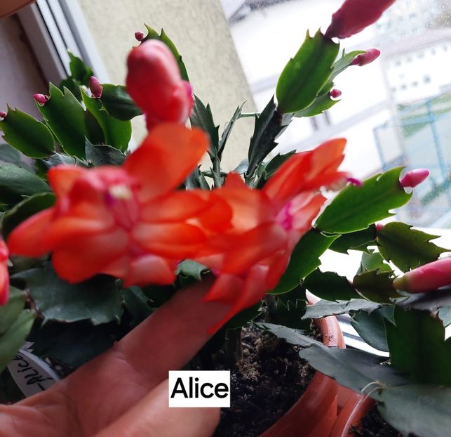  - 2025 - Schlumbergera