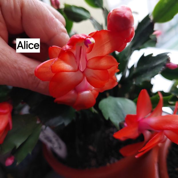  - 2025 - Schlumbergera