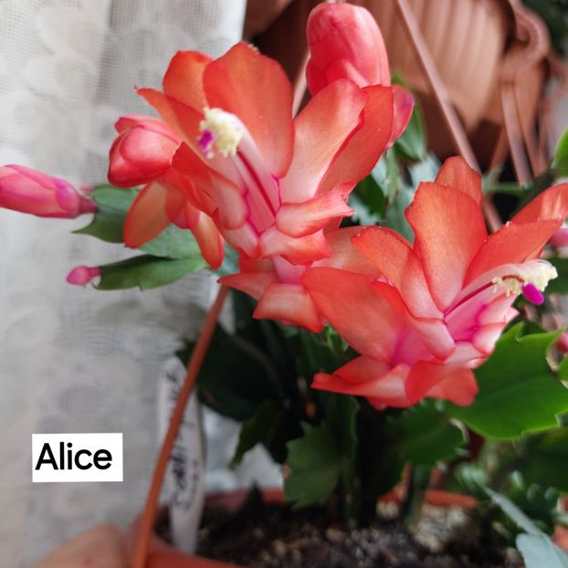  - 2025 - Schlumbergera