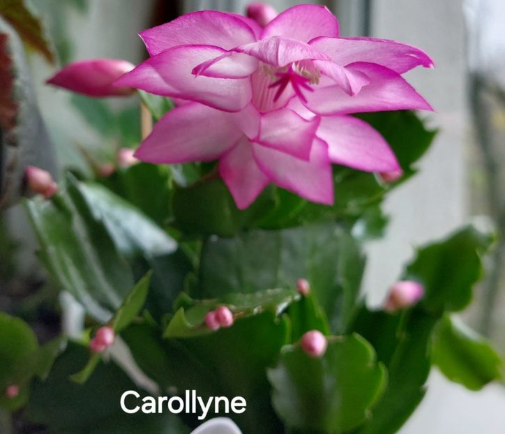  - 2025 - Schlumbergera