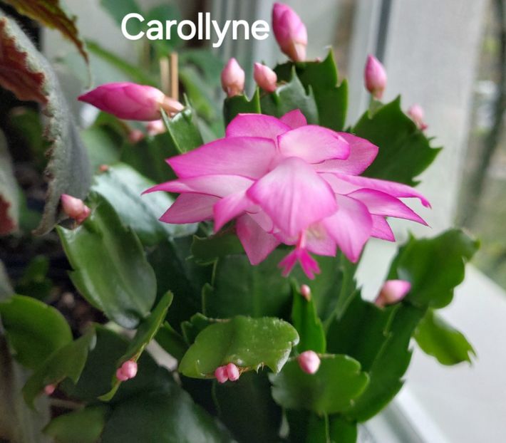 - 2025 - Schlumbergera
