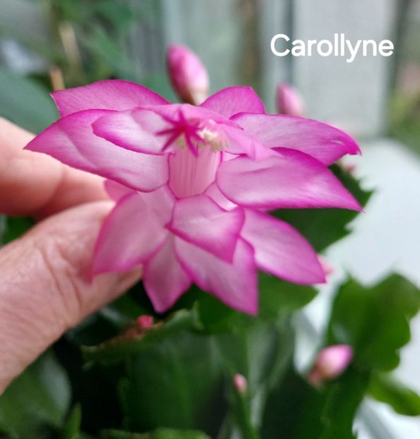  - 2025 - Schlumbergera