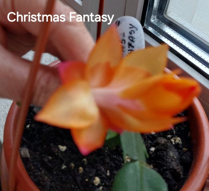  - 2025 - Schlumbergera