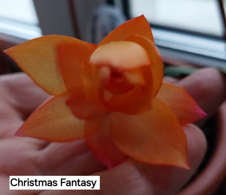  - 2025 - Schlumbergera