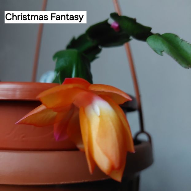  - 2025 - Schlumbergera