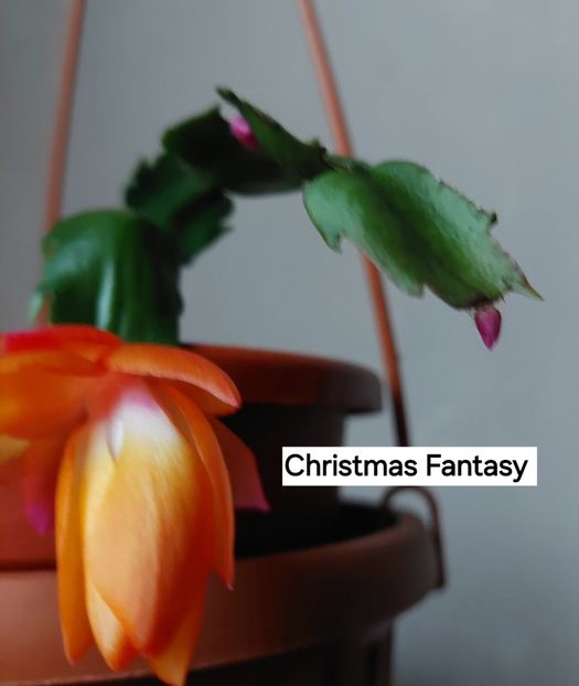  - 2025 - Schlumbergera