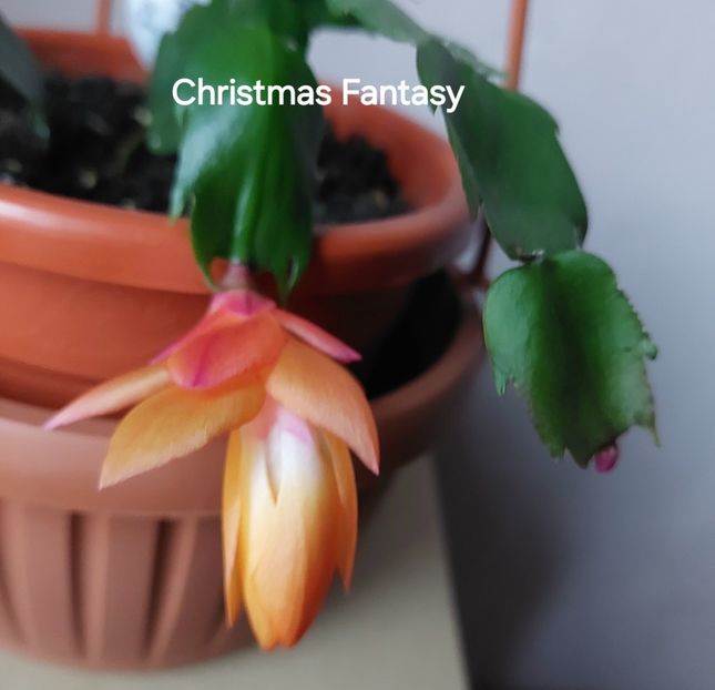  - 2025 - Schlumbergera
