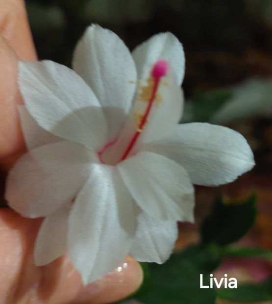  - 2025 - Schlumbergera