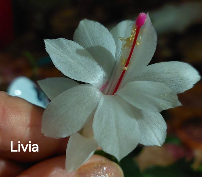  - 2025 - Schlumbergera