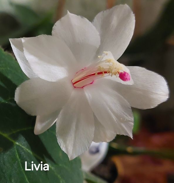  - 2025 - Schlumbergera