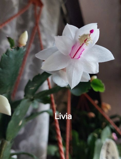  - 2025 - Schlumbergera