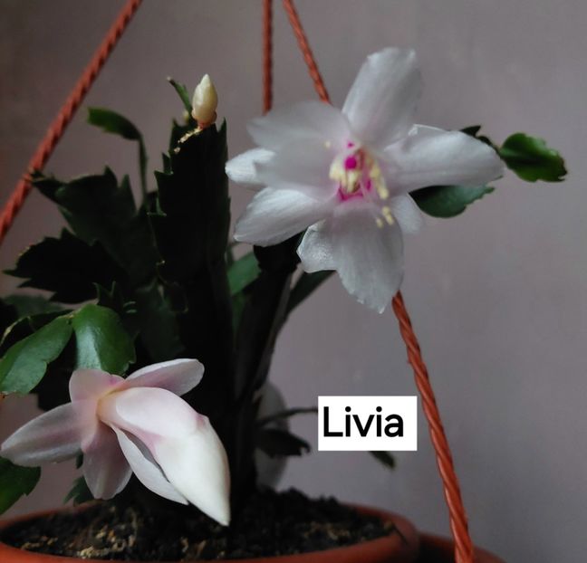  - 2025 - Schlumbergera