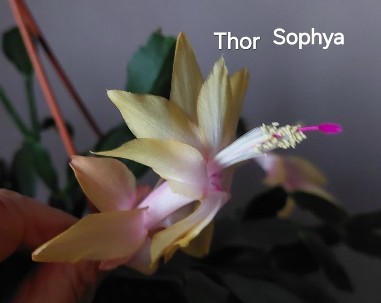 20251203_162023(1) - 2025 - Schlumbergera