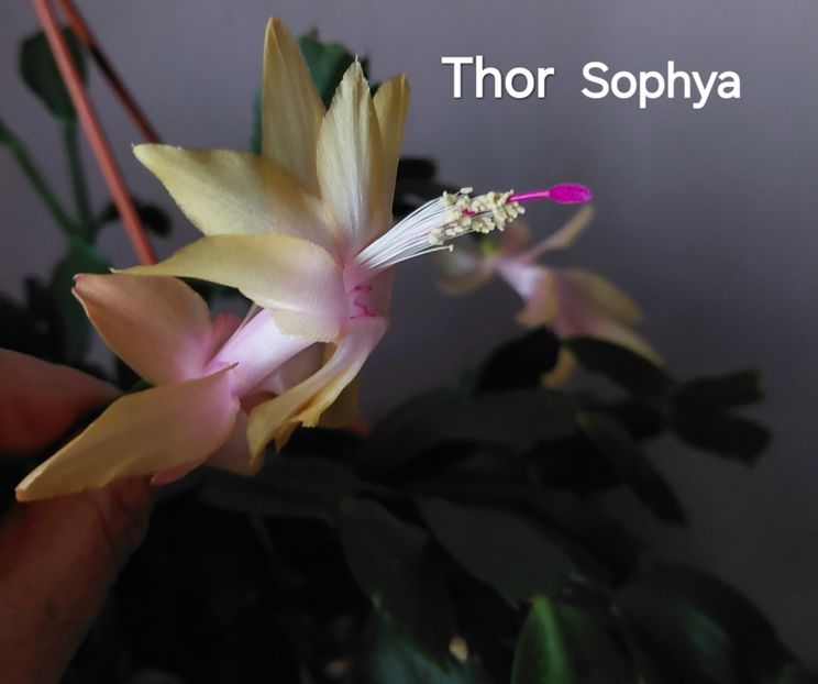 20251203_162025(1) - 2025 - Schlumbergera