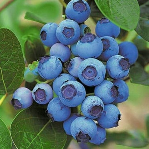 afin chandler - Noutăți 2025