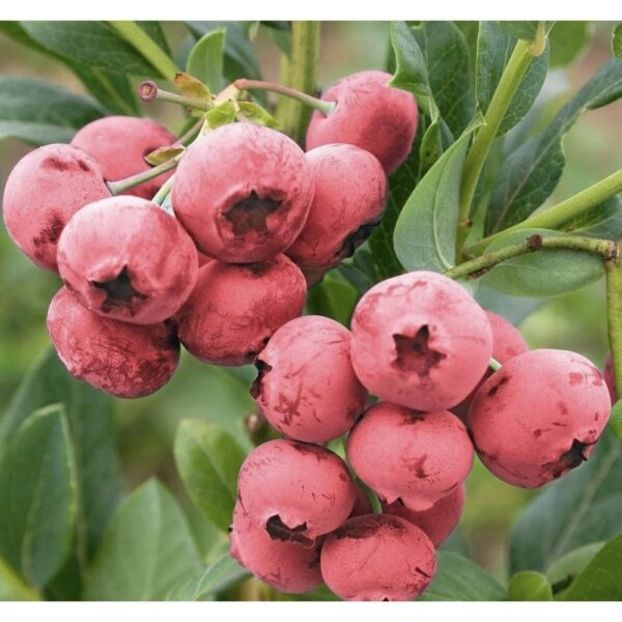 afin redcorp - Noutăți 2025