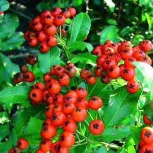 pyracanta rosie - Noutăți 2025