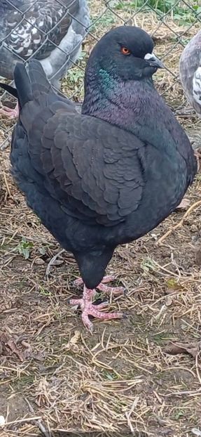  - Porumbei king 2025- pui