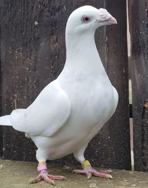  - Nu îmi aparțin 11