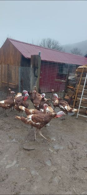 Screenshot_20251206_085009_Gallery - Curci red bourbon!