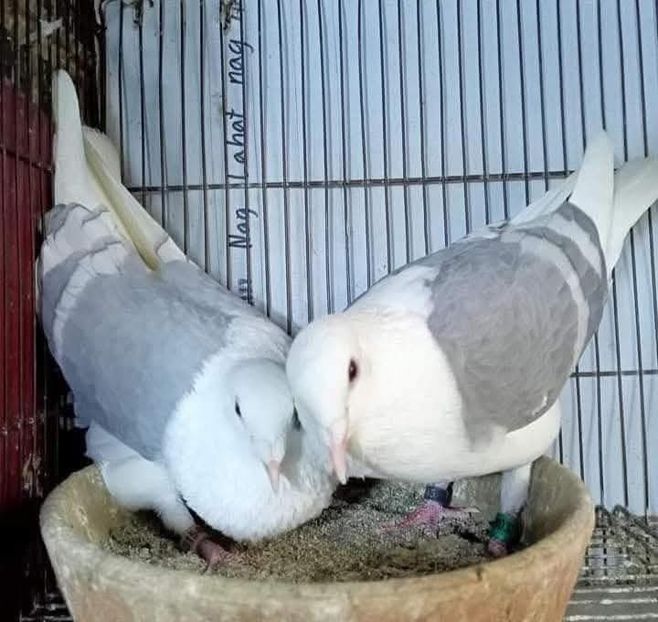  - Nu îmi aparțin 11