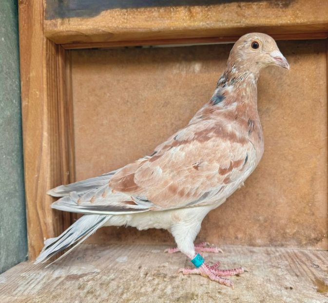  - Nu îmi aparțin 11