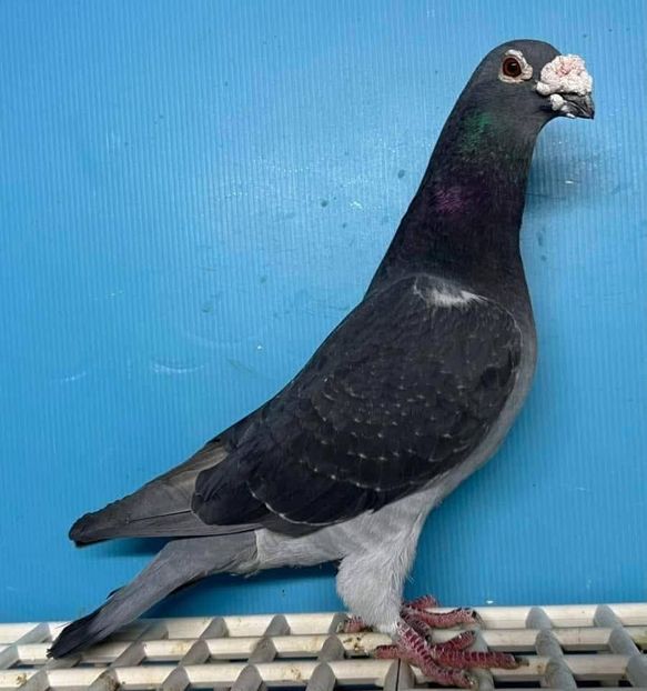  - Nu îmi aparțin 11