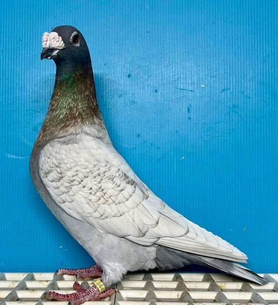  - Nu îmi aparțin 11