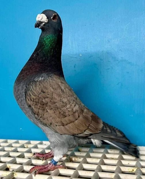  - Nu îmi aparțin 11