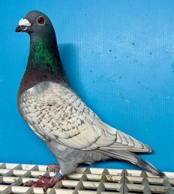  - Nu îmi aparțin 11