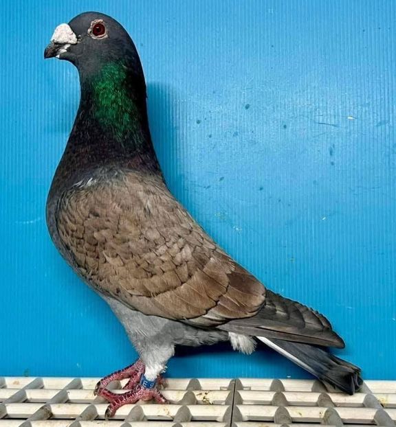  - Nu îmi aparțin 11