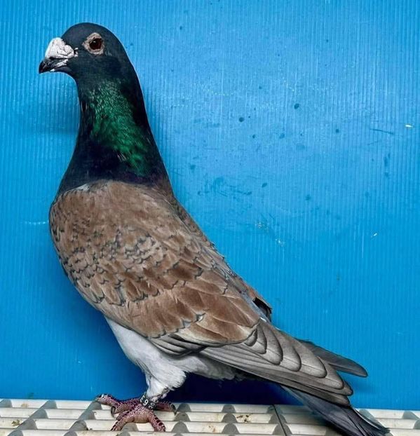  - Nu îmi aparțin 11