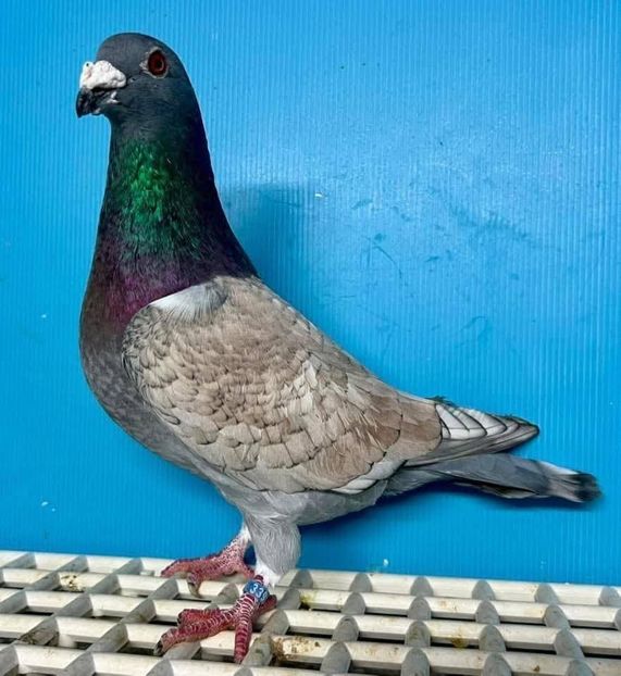  - Nu îmi aparțin 11