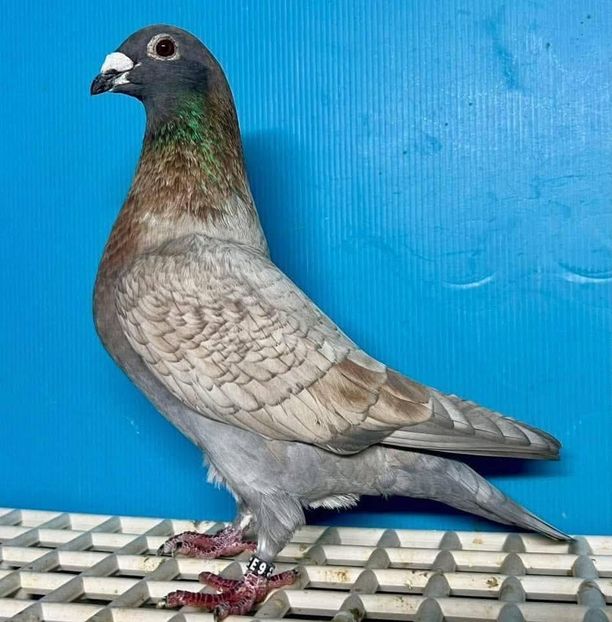  - Nu îmi aparțin 11