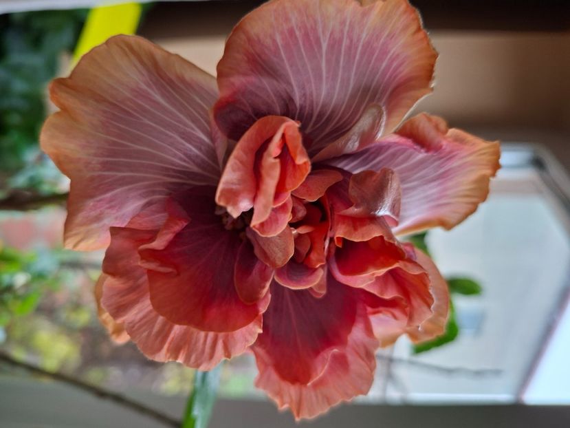  - Wind Rosa Feng Xiajunr