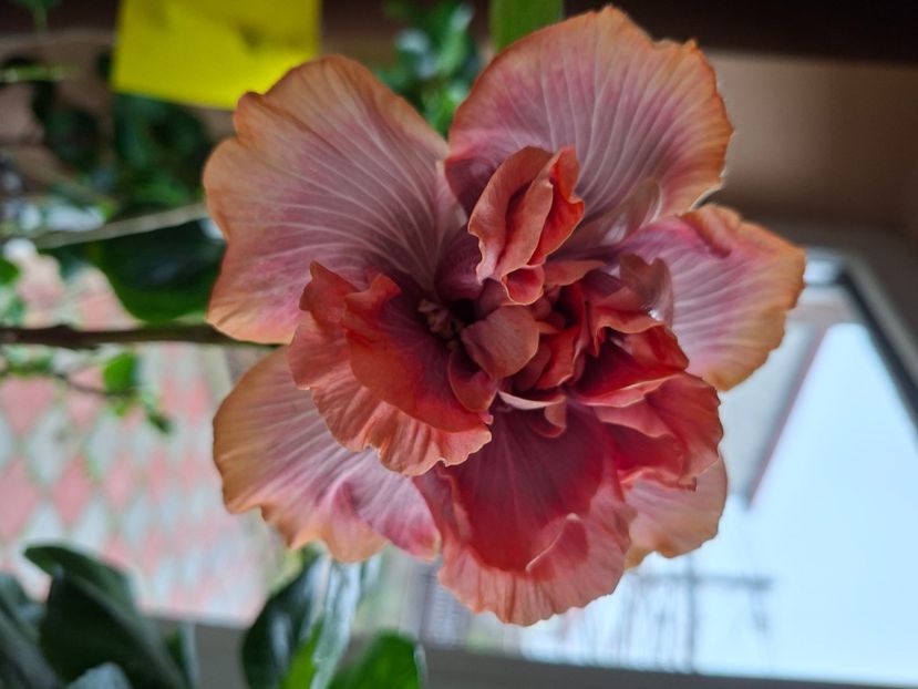  - Wind Rosa Feng Xiajunr